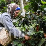Semillas de café de alta calidad para mejor producción en Estelí nicaragua