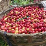 Aprueban acciones para mejorar la producción cafetalera de Nicaragua nicaragua