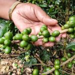 Producción de café en Nicaragua a buen ritmo y en maduración nicaragua