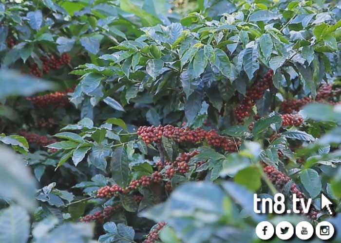 cafe-nicaragua-excelencia nicaragua