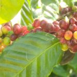 MAG asegura que el café sigue siendo pilar de la economía en Nicaragua nicaragua