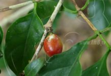 Positivo encuentro con productores de café en la Isla de Ometepe nicaragua