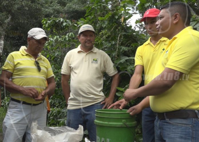 cafe1_m9jLxCR nicaragua