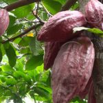 INTA desarrolla taller de cacao y café con expertos de México nicaragua