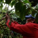 Nicaragua analiza reforma a Ley de Transformación de la Caficultura nicaragua