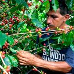 Nueva Guinea: Policía y Ejército ejecutan plan preventivo a cosecha cafetalera
