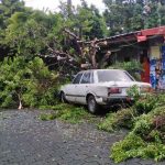 Frondoso árbol cae sobre un vehículo producto de las lluvias en Managua nicaragua