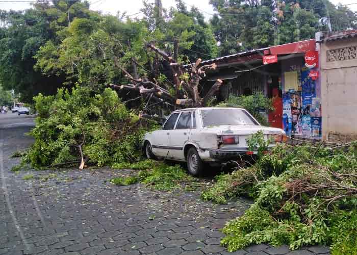 caida-arbol-managua-63 nicaragua