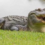 Descubren en Georgia a caimán gigante de más de 300 kilogramos estados unidos