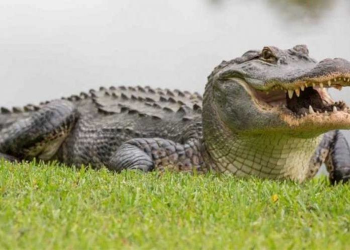 caiman-portada estados unidos