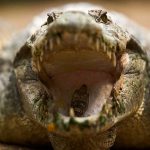 Encuentran el pie y la mano de un hombre en estómago de un caimán estados unidos