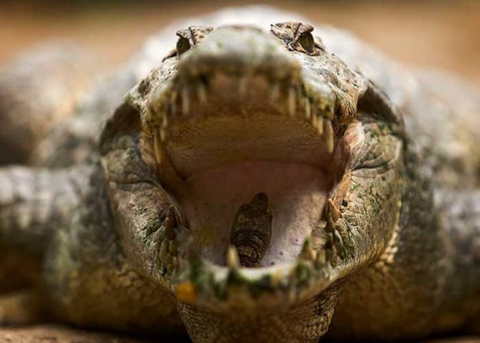 caiman-uno estados unidos
