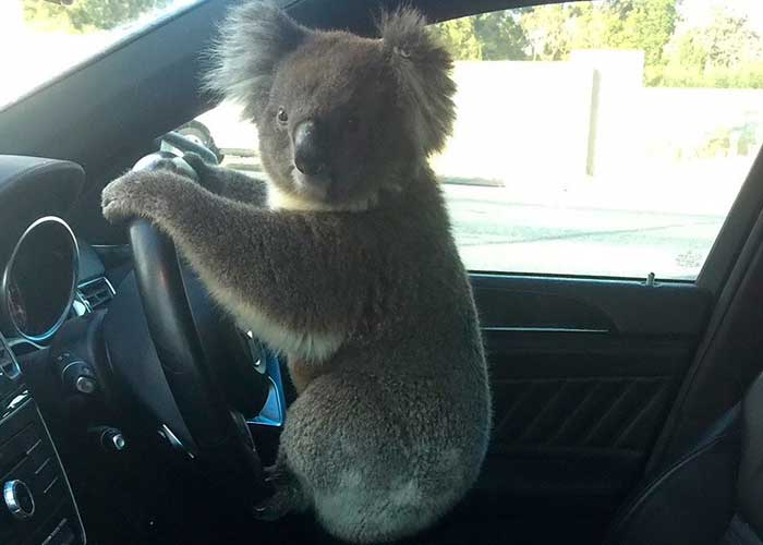 cala_v4FHJEN australia