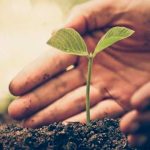 ¿Esta solución natural es efectiva para combatir el calentamiento global? solucion natural