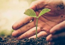 ¿Esta solución natural es efectiva para combatir el calentamiento global? solucion natural