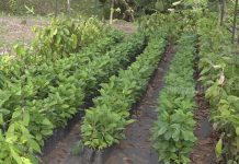 Avanza construcción del Centro de Acopio de Cacao en Río Blanco nicaragua