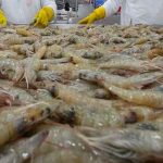China detecta coronavirus en camarones provenientes de Ecuador china