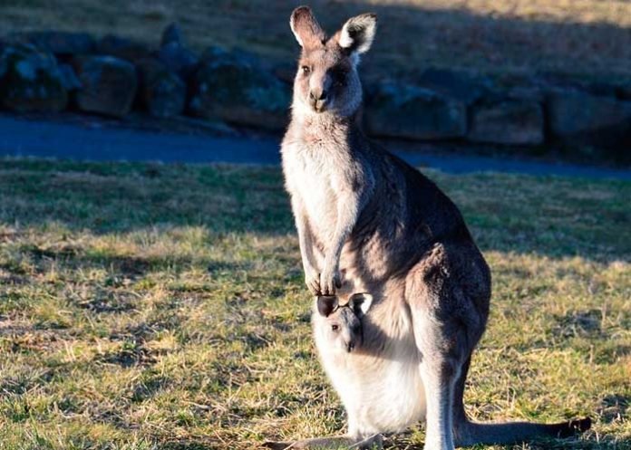 can1_rYM3uP7 australia