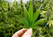 20 de abril: Día Mundial de la Marihuana, ¿porque existe esta fecha? 20 de abril