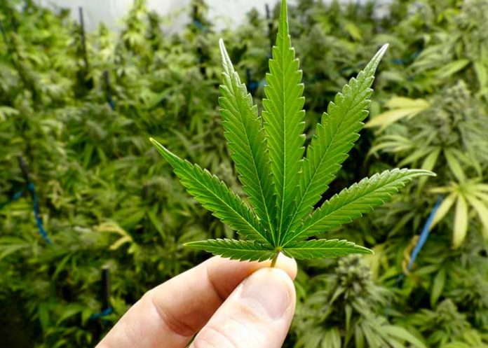 cana_CAhTVsS 20 de abril