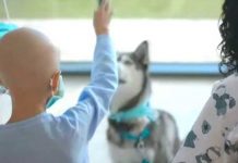Desmantelan falsa organización contra el cáncer infantil en España