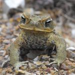 Descubren método para curar heridas sin dejar cicatrices gracias a piel de sapo china