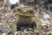 Descubren método para curar heridas sin dejar cicatrices gracias a piel de sapo china