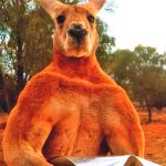 Muere Roger, el canguro más musculado del mundo australia