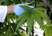Francia vota a favor de experimentar el uso terapéutico del cannabis europa