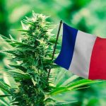 Francia empieza los ensayos clínicos de cannabis para uso medicinal francia