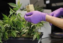 Francia da luz verde a la experimentación con cannabis terapéutico francia