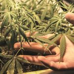 Paraguay y Brasil decomisan fuerte cargamento de marihuana paraguay