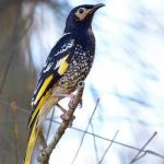 Un pájaro australiano «pierde su canto» tras la disminución de su población australia