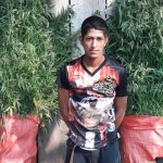 Capturan a abastecedor con 700 plantas de marihuana en Jinotega nicaragua