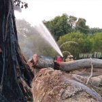 Despiadadas quemas de árboles, un peligro en San Marcos, Carazo nicaragua