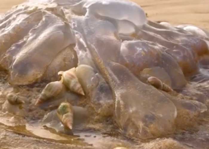 cara-2_f04Cry9 caracoles