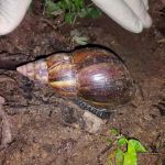 costa rica, plaga, caracol gigante africano, medio ambiente,