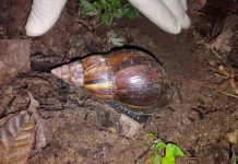 Costa Rica detecta plaga del caracol gigante africano costa rica, plaga, caracol gigante africano, medio ambiente,
