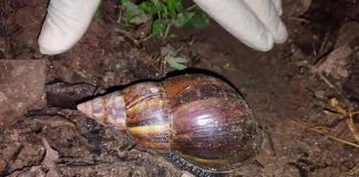 costa rica, plaga, caracol gigante africano, medio ambiente,