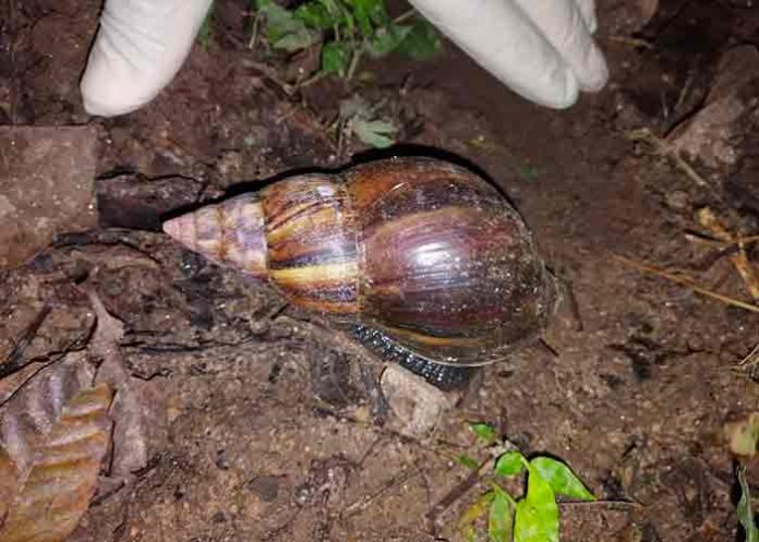 costa rica, plaga, caracol gigante africano, medio ambiente,