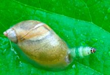 Impactantes imágenes de un caracol zombie de colores brillantes