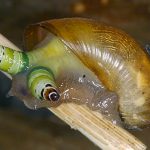 Parásito infecta a un caracol y lo transforma en zombie taiwan