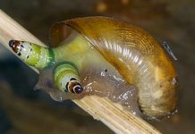 Parásito infecta a un caracol y lo transforma en zombie taiwan