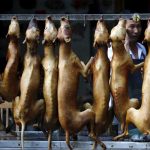 Regresa el festival culinario de carne de perro a China china