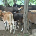 nicaragua, canicarne, carne, leche, exportacion, produccion,