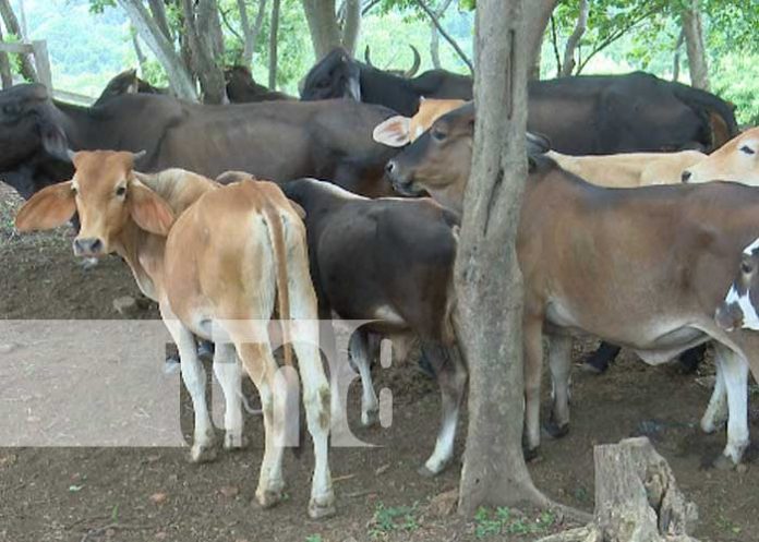 carne-leche-produccion-1 nicaragua, canicarne, carne, leche, exportacion, produccion,