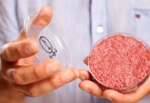 Carne artificial: producir alimentos sin sacrificar animales ciencia