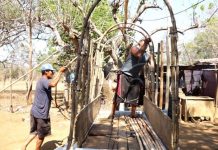 Carretas Peregrinas de Granada ultiman detalles para su viaje nicaragua