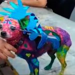 México: Mujer pinta a su perro como alebrije y causa indignación en las redes (Vídeo) mexico