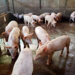 Gobierno impulsa estrategias para fortalecer el sector porcino nicaragua